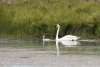 Swans Challenging Sandhills Scenic Drive