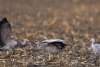 Sandhill Cranes
