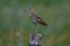 Upland Sandpiper Sandhills Scenic Drive