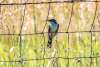 Yellow Billed Cuckoo Sandhills Scenic Drive