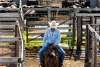 Cowboy on horseback working the Oklahoma National Stockyards in OKC's Stockyards City