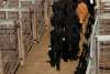 Stockyards