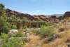 Andreas Canyon palm grove