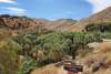 Palm Canyon trail.