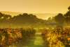 Autumn Vineyard