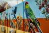 Public street mural in Waroona featuring native birds and flora