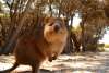 Quokka-Rottnest Island