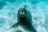Australian Sealion looking at camera in crystal clear waters