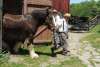 Preparing the Clydesdale for a Wagon Ride at Quiet Valley