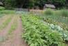 Summer Crops at Quiet Valley in the Pocono Mountains