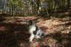 Explore the Pocono Mountains with your Furry Friend