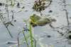 A large green frog pokes his head out of the water.