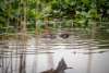 Two beavers swim through the water. Green vegetation is in the background