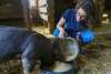 A woman kneels down while emptying a bucket of grain into a feed bowl for a pig.