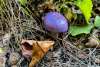 A purple blue mushroom sprouts from the earth.