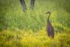 A Sandhill Crane at Cowles Bog