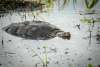 A large snapping turtle swims through the water.