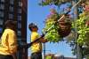 Crew Planting Flowers in Downtown Providence, RI