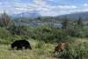 A black bear and a cinnamon bear grazing on the side of the road.