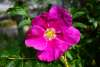 Bright fuschia wild Alaska rose with yellow center surrounded by greenery