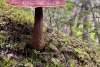 Burgundy mushroom with tiny white spots rises out of rich green moss in old growth forest