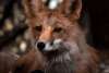 Fox Friend- Portrait of a fox we nicknamed Tater Tot who was often seen wandering around Dyea.