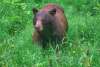 Black bear