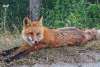 Red Fox
