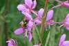 A fuzzy little black, yellow and orange bumble bee situated in the bright magenta collored blossom of a fireweed stalk with a see of blurred greens in the background