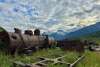 A rusted out steam locomotive lies dismembered in the green grass under bright blue partly covered Alaskan skies. Tall blue snow covered peaks rise in the distance