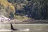 “Smugglin’ Salmon” September Orcas swim past Smugglers Cove with locals and visitors watching from shore.
