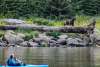 “Sublime Lupine” Kayaking in Taiyasanka Harbor with this beautiful Momma Brown Bear and her three cubs.
