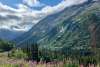 White Pass Fireweed