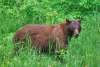 Black bear in Dyea