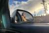My friend Jay enjoying the beauty of the Klondike Highway in late September through the car window