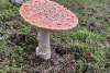 Amanita muscaria