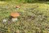 King boletes