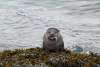 An otter enjoying a meal at Yakutania Point
