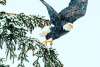 An eagle launches from a tree branch during a snow storm.