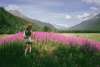Large patch of Fireweed blooming in Dyea.