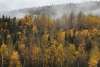 a beautiful fall afternoon with different orange hues of leaves with the fog coursing through the valley