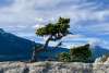 Windswept spruce on Yakutania Point