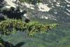 Bald Eagle on the way to Musher's Camp