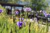 Beautiful purple flowers blooming