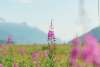 Fireweed season is one of my favorite times in Skagway. The sad part about when fireweed turns to cotton... well you know the rest.