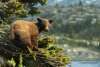 A bear takes a seat in the trees, overlooking the waters of Shallow Lake.