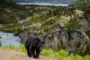 Michael Gill: A black bear travels through the rugged wilderness where river flows between Bernard and Summit Lakes.