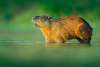 simpleviewcapybara text 2