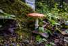 Photo of red top mushroom and grave stone at gold rush cemetery in Skagway in September 2026.