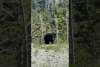 ￼bear seen on our tour bus in Skagway Alaska